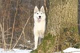 SIBERIAN HUSKY 162